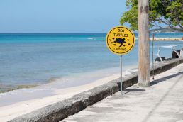 Schildkröten auf Barbados
