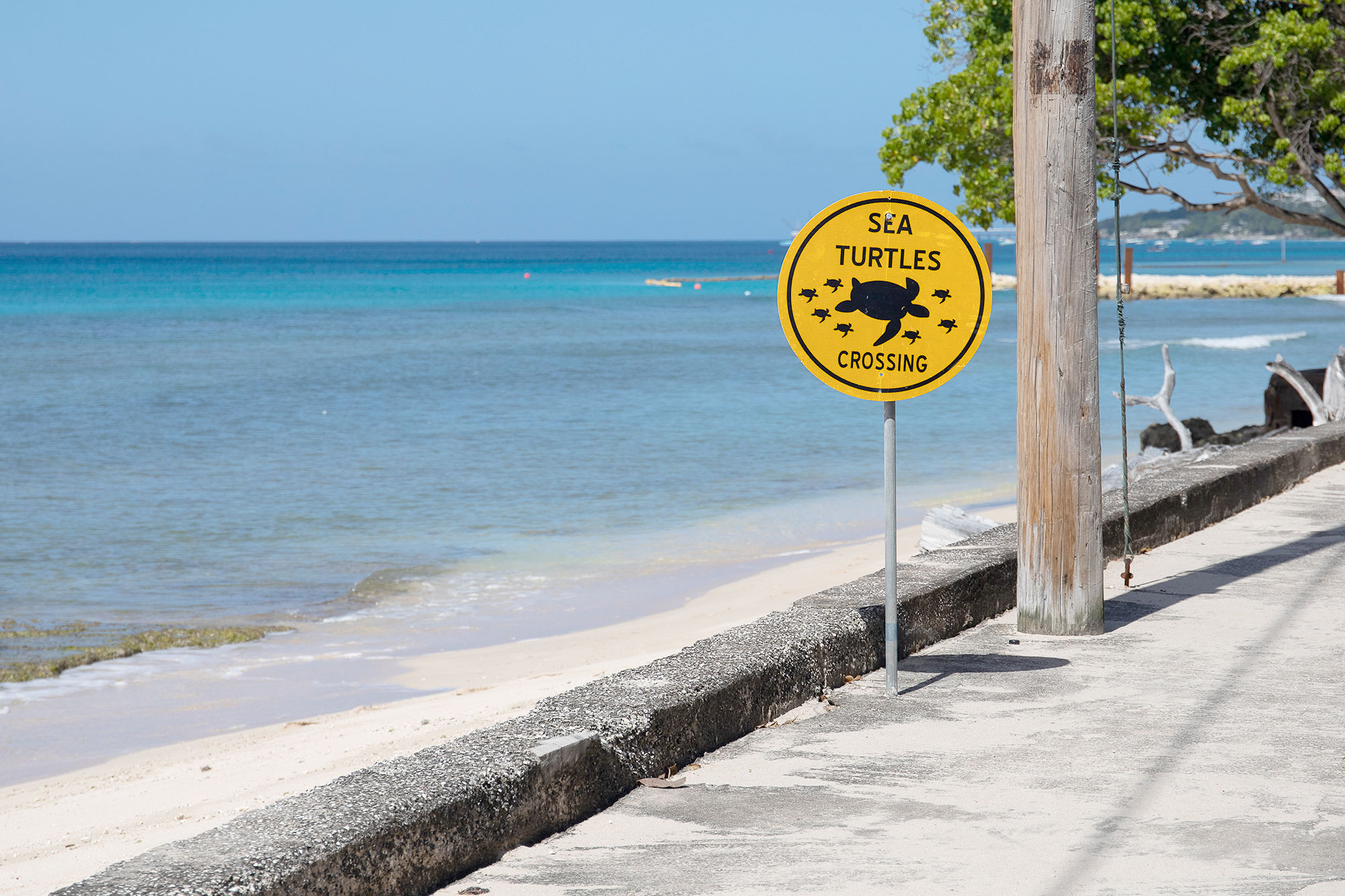 Schildkröten auf Barbados