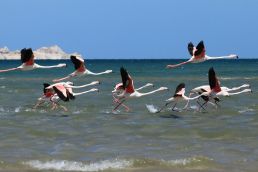 Flamingos in Dakhla