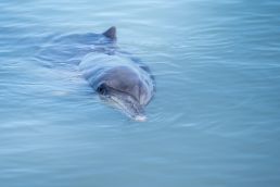 Delfin in Australien