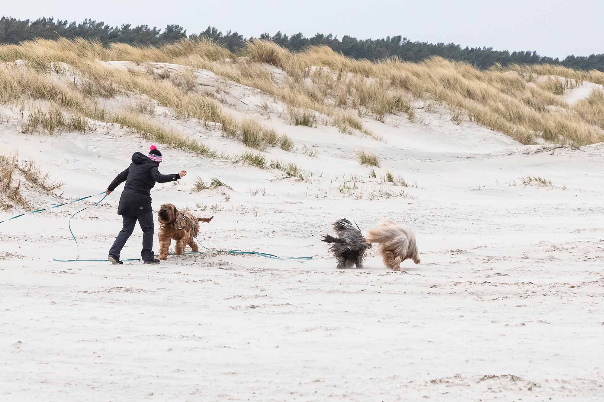 Hunde beim Spielen am Kite-Strand Prerow