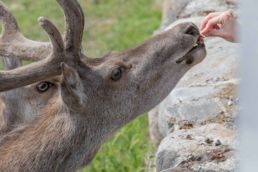 Rehe im Wildgehege Putbus auf Rügen